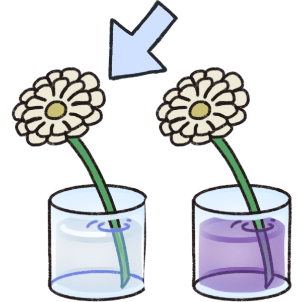 two daisies in cups of water. One has purple dye in the water and the other does not, and a light blue arrow is pointing to the non-dyed daisy to show it’s the control group.